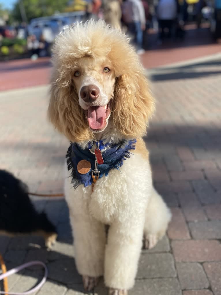 Togan, a Poodle (Standard) tested with EmbarkVet.com