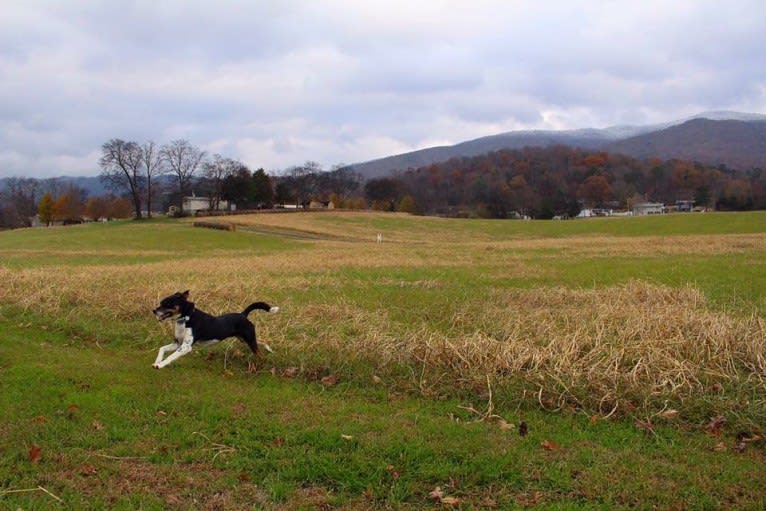 Gypsy, a Siberian Husky and American Pit Bull Terrier mix tested with EmbarkVet.com