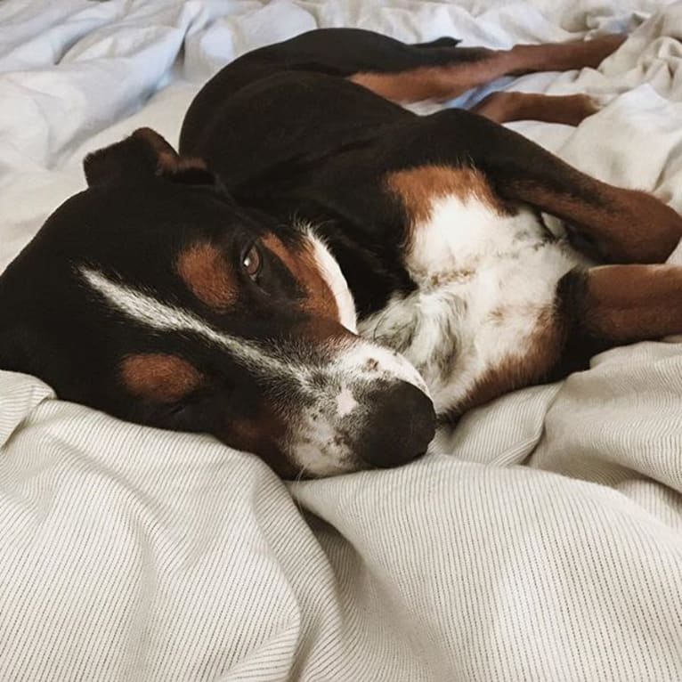 Augie, a Basset Hound and Australian Cattle Dog mix tested with EmbarkVet.com