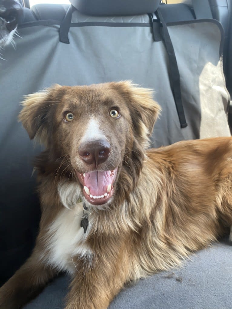 Summit, a Border Collie and Great Pyrenees mix tested with EmbarkVet.com