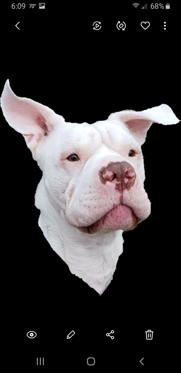 Storm, an American Bulldog tested with EmbarkVet.com