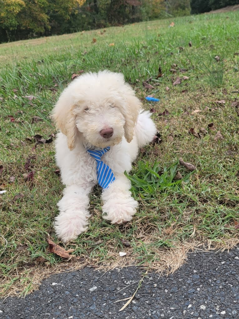 Sherman, a Goldendoodle tested with EmbarkVet.com