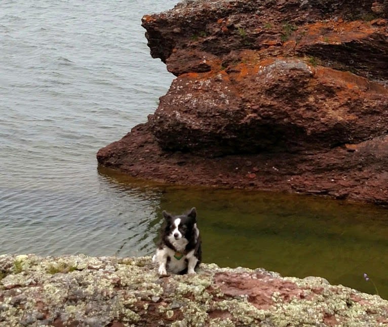 Daisy, a Chihuahua tested with EmbarkVet.com