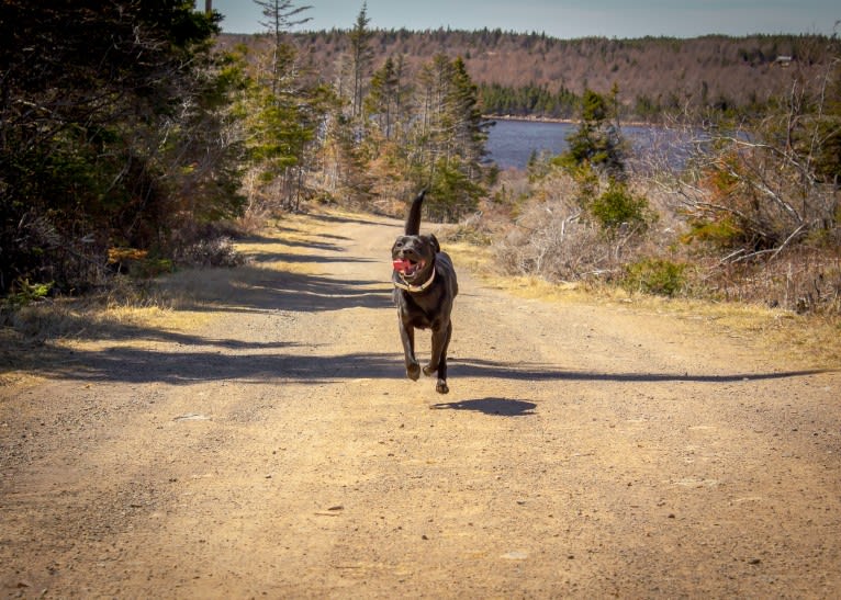 Cinder, a Newfoundland and Labrador Retriever mix tested with EmbarkVet.com