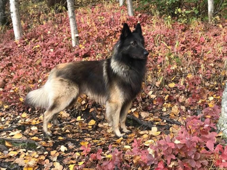 Shine, a Belgian Shepherd tested with EmbarkVet.com