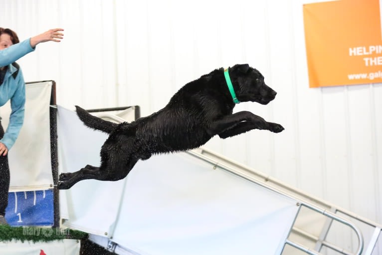 Goose, a Labrador Retriever tested with EmbarkVet.com