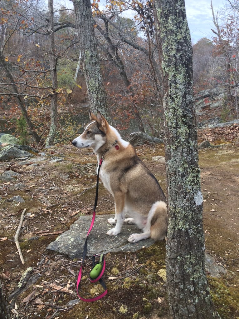 Meissa, a West Siberian Laika tested with EmbarkVet.com