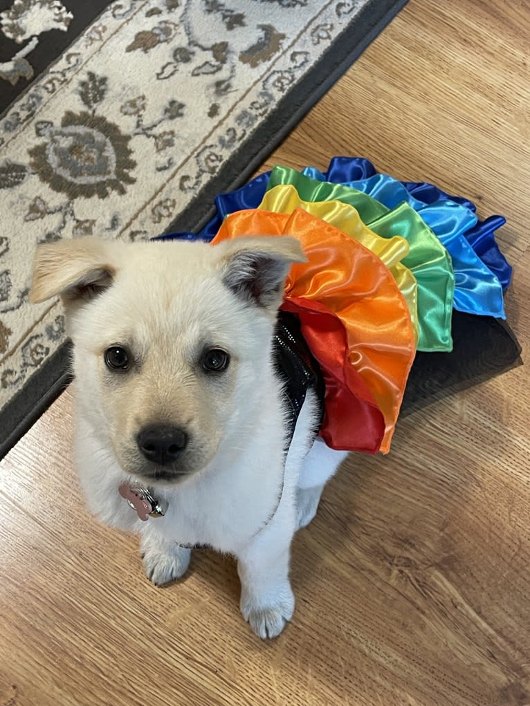 Nala, a Labrador Retriever and Chow Chow mix tested with EmbarkVet.com