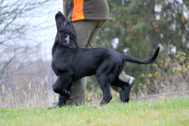 Eros, a Flat-Coated Retriever tested with EmbarkVet.com