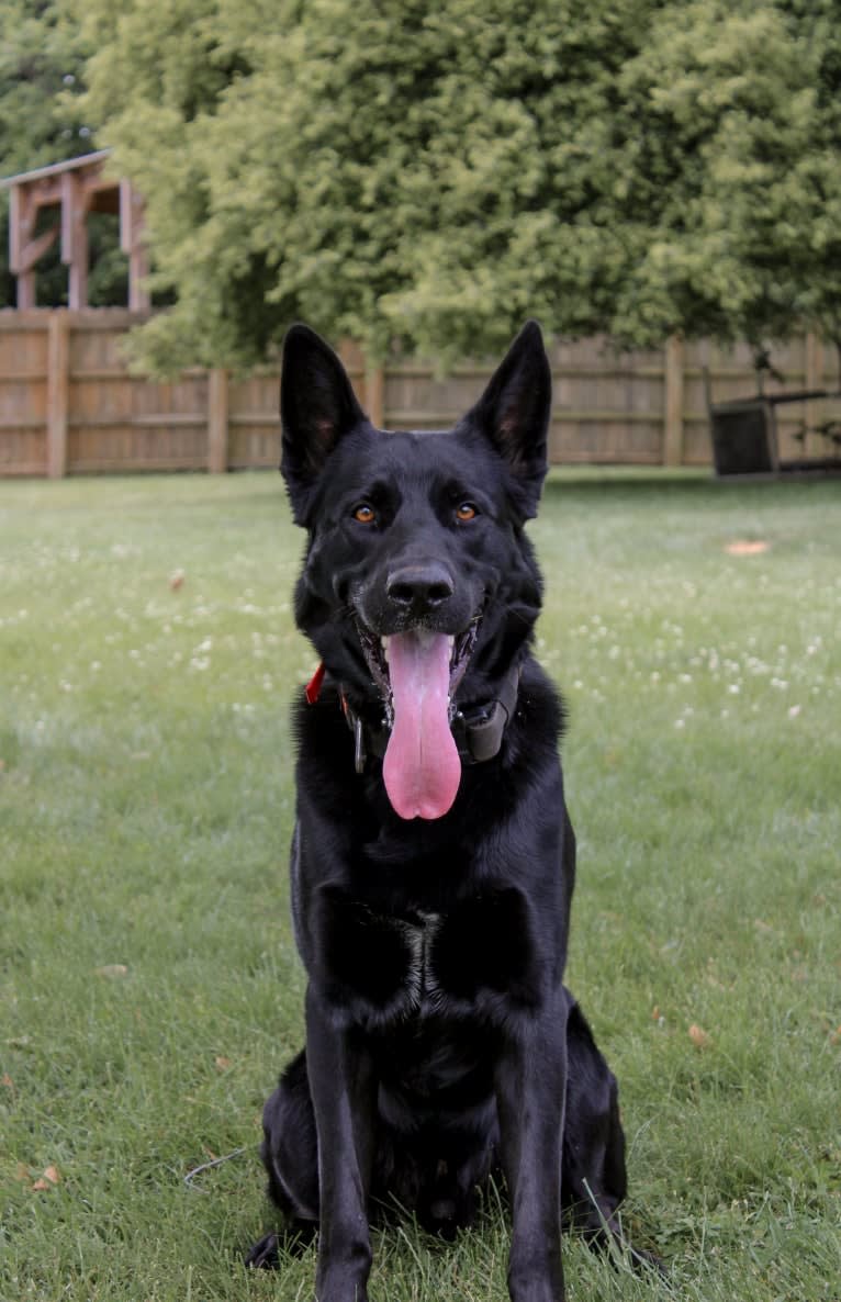 Harley, a German Shepherd Dog and Australian Shepherd mix tested with EmbarkVet.com