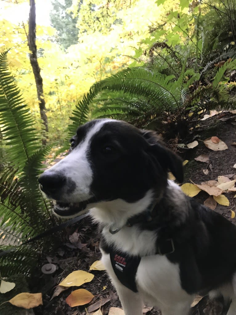 Quinn, a Border Collie and Australian Cattle Dog mix tested with EmbarkVet.com