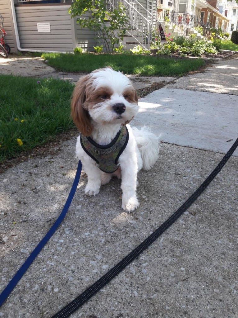 Charlie, a Shih Tzu and Pekingese mix tested with EmbarkVet.com