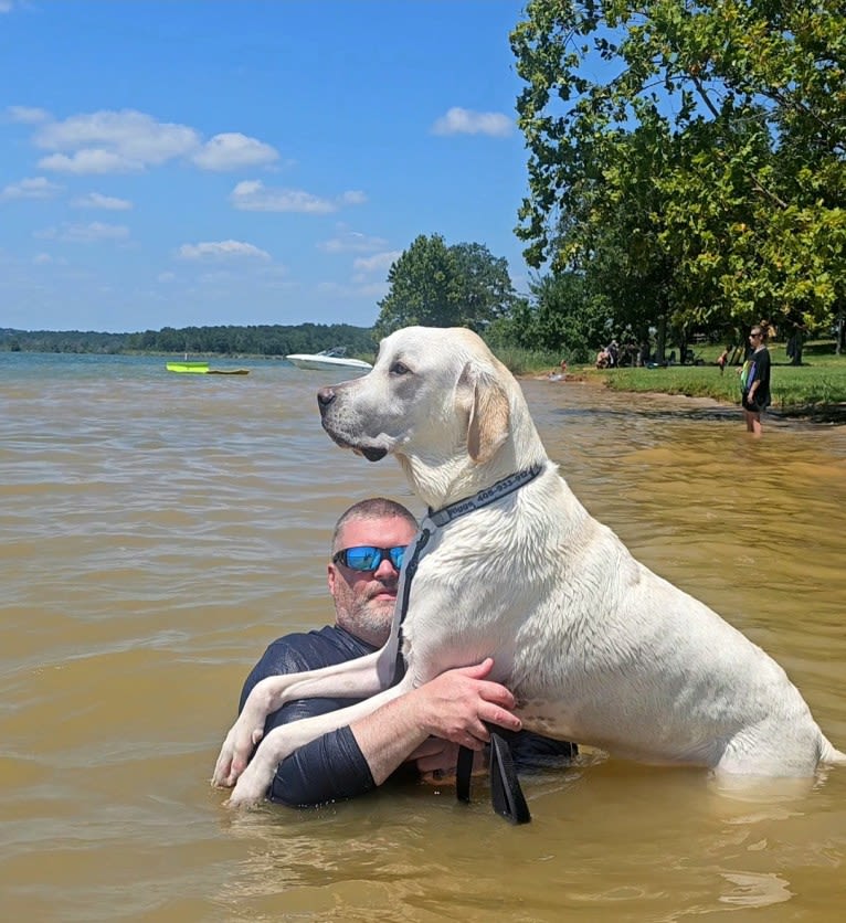 Riggs, a Great Pyrenees and Great Dane mix tested with EmbarkVet.com