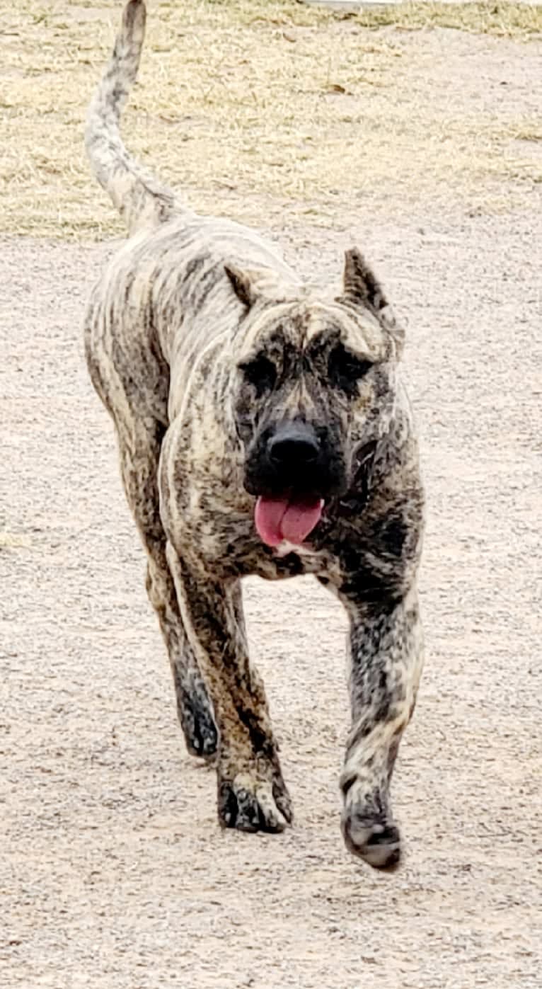 Ashrik, a Perro de Presa Canario tested with EmbarkVet.com