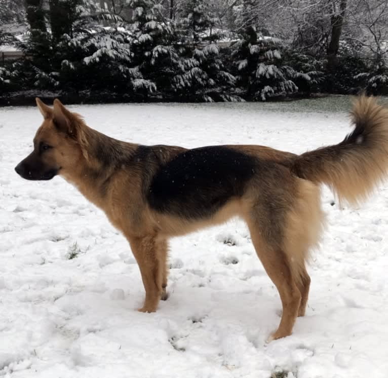 Mick, a Siberian Husky and German Shepherd Dog mix tested with EmbarkVet.com