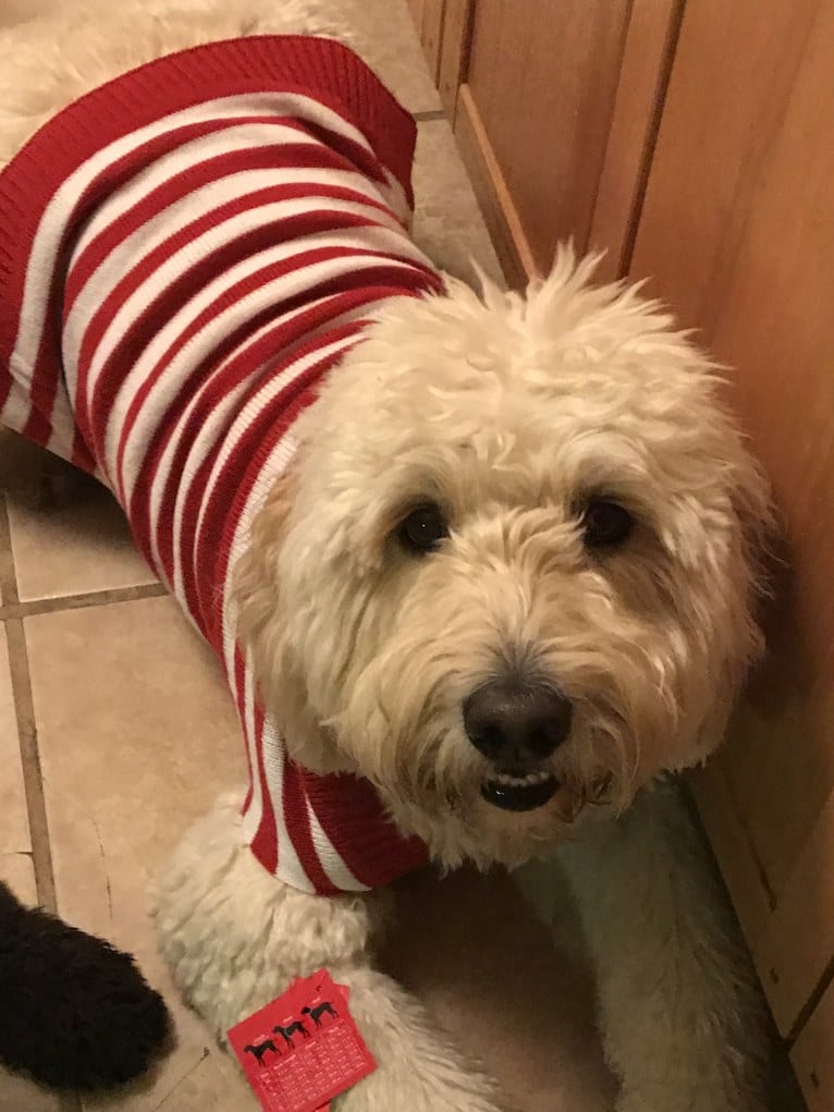 Odell, a Goldendoodle tested with EmbarkVet.com