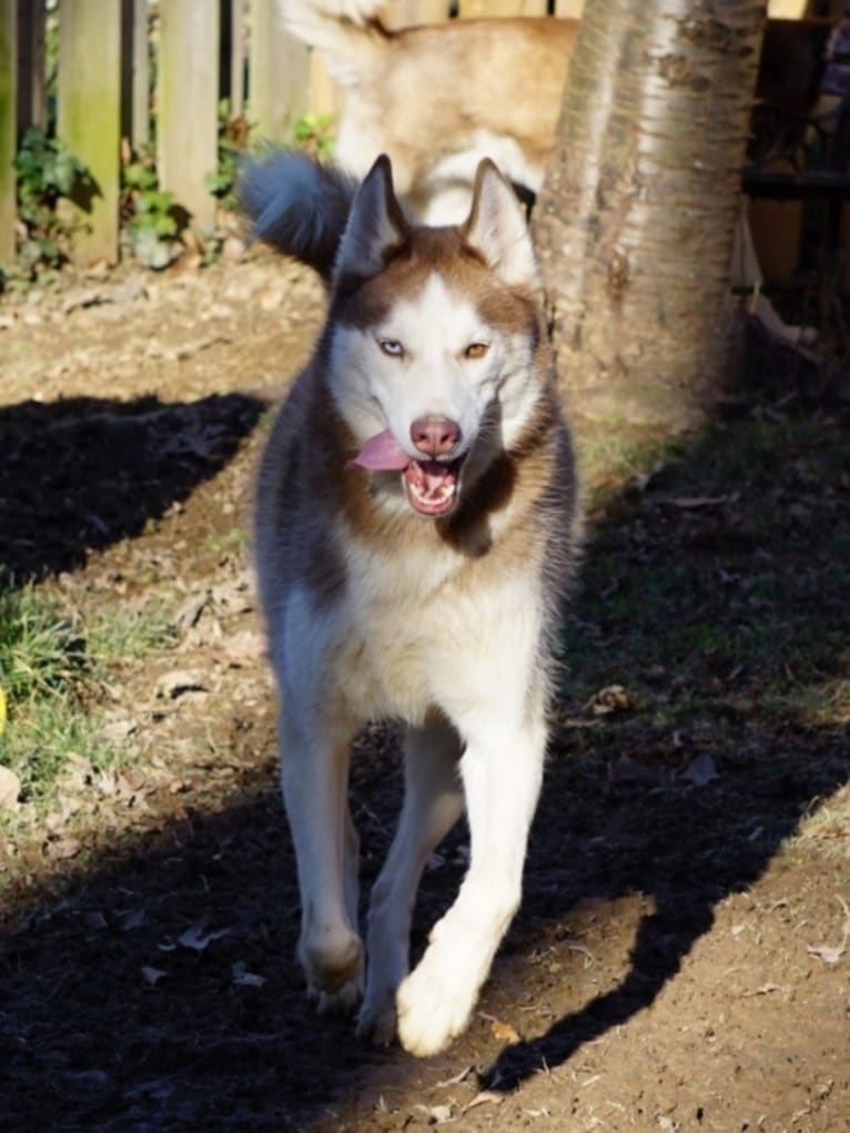 Zephyr, a Siberian Husky tested with EmbarkVet.com