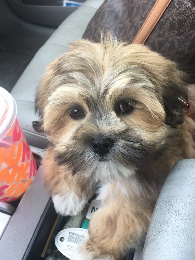 Little Guy ❤️, a Lhasa Apso tested with EmbarkVet.com
