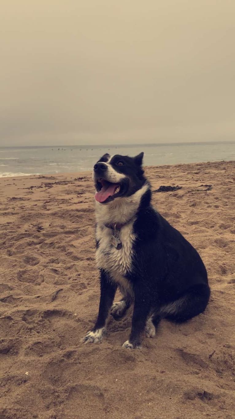 Ryder, a Siberian Husky and Australian Cattle Dog mix tested with EmbarkVet.com