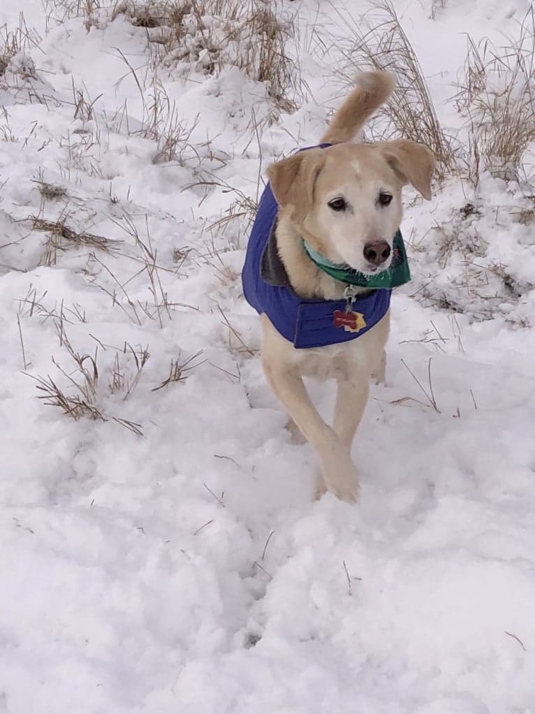 Sam, an American Village Dog tested with EmbarkVet.com