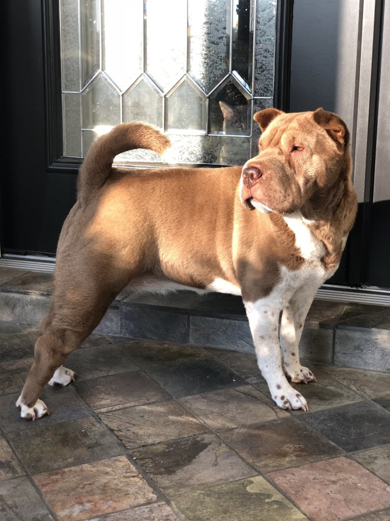 Lava, a Chinese Shar-Pei tested with EmbarkVet.com