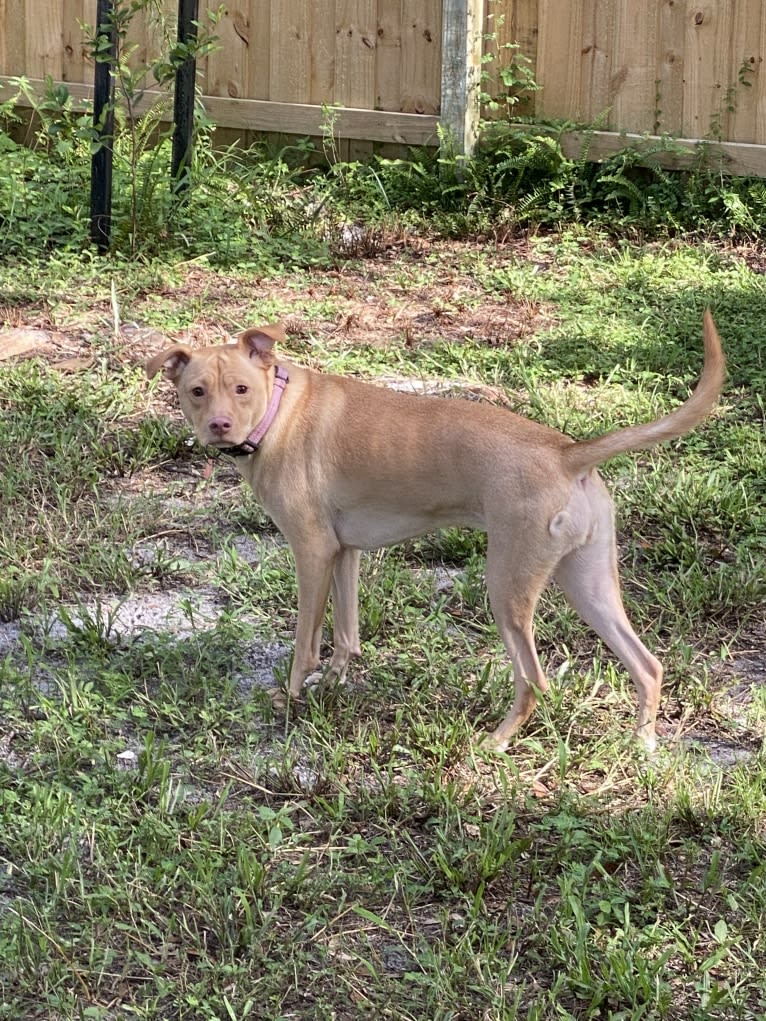 Ziva, an American Pit Bull Terrier and Golden Retriever mix tested with EmbarkVet.com