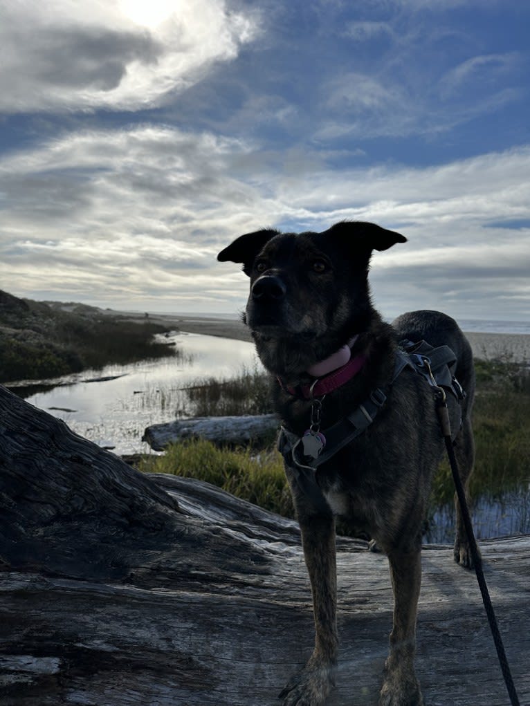 Iris, an Australian Cattle Dog and Rottweiler mix tested with EmbarkVet.com