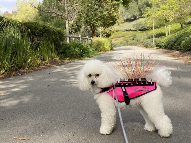 GiGi L'Amour, a Poodle (Small) tested with EmbarkVet.com