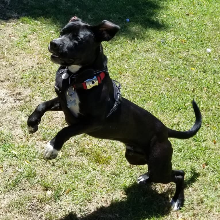 Captain, an American Bully and Cocker Spaniel mix tested with EmbarkVet.com