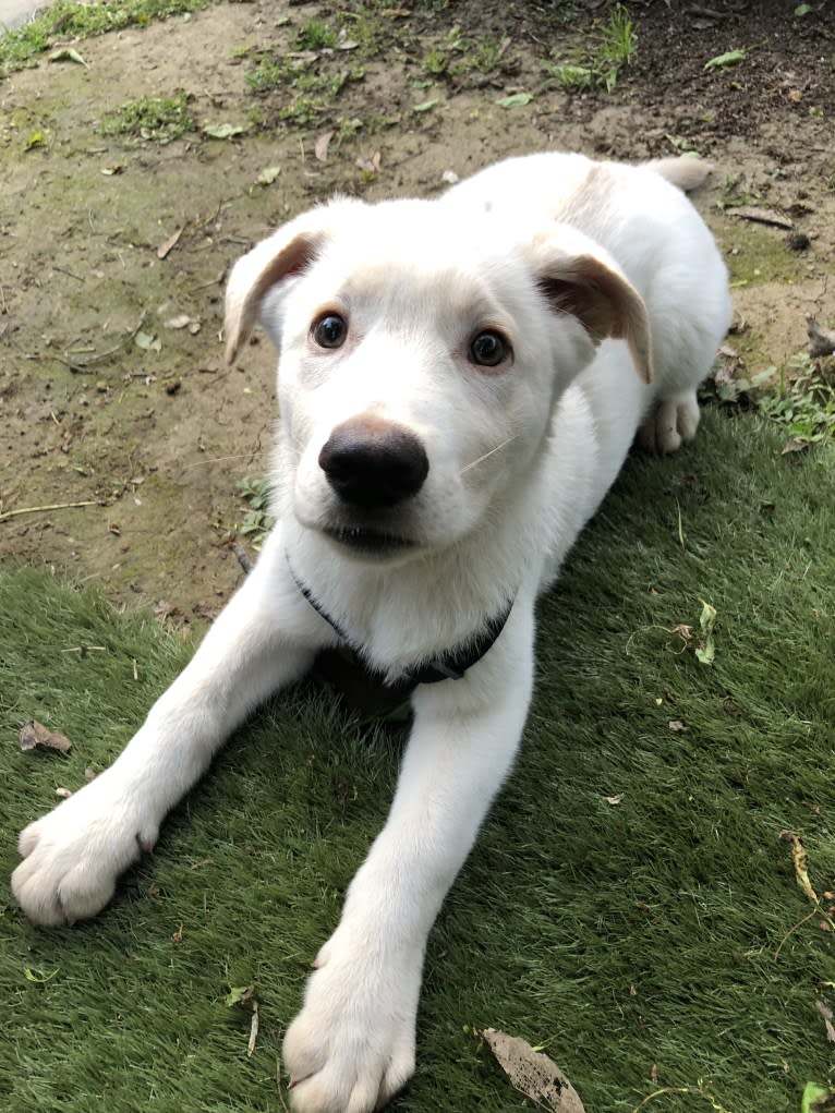 Ludo, a German Shepherd Dog and Border Collie mix tested with EmbarkVet.com