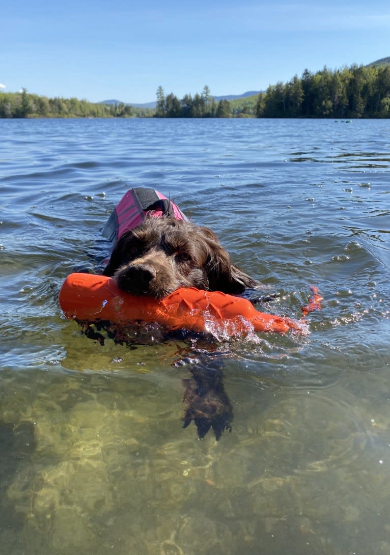 Luma, a Boykin Spaniel tested with EmbarkVet.com