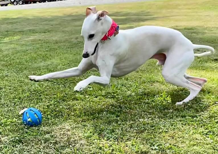 Zoom, a Whippet tested with EmbarkVet.com