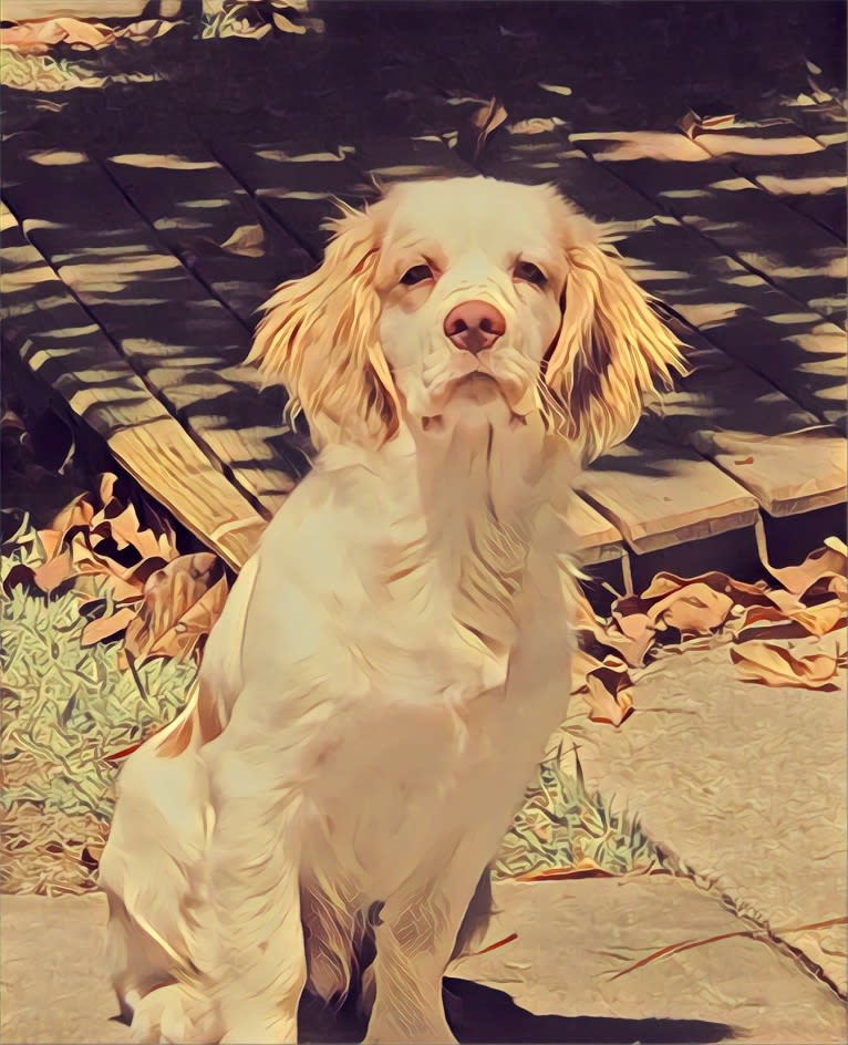 Ernest, a Clumber Spaniel tested with EmbarkVet.com