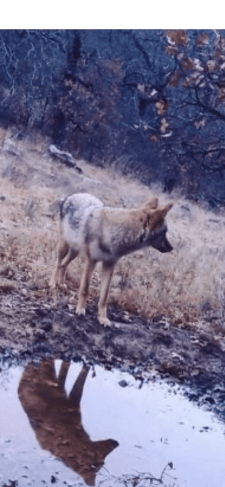 Red Wolf, a Coyote tested with EmbarkVet.com