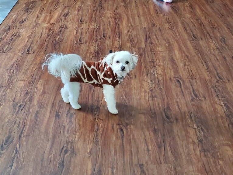 Peach, a Havanese and Bichon Frise mix tested with EmbarkVet.com