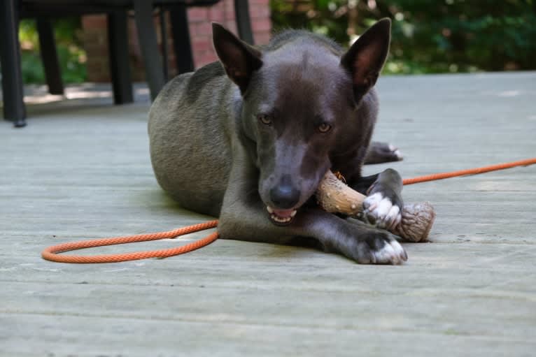 Olive, a German Shepherd Dog and Siberian Husky mix tested with EmbarkVet.com