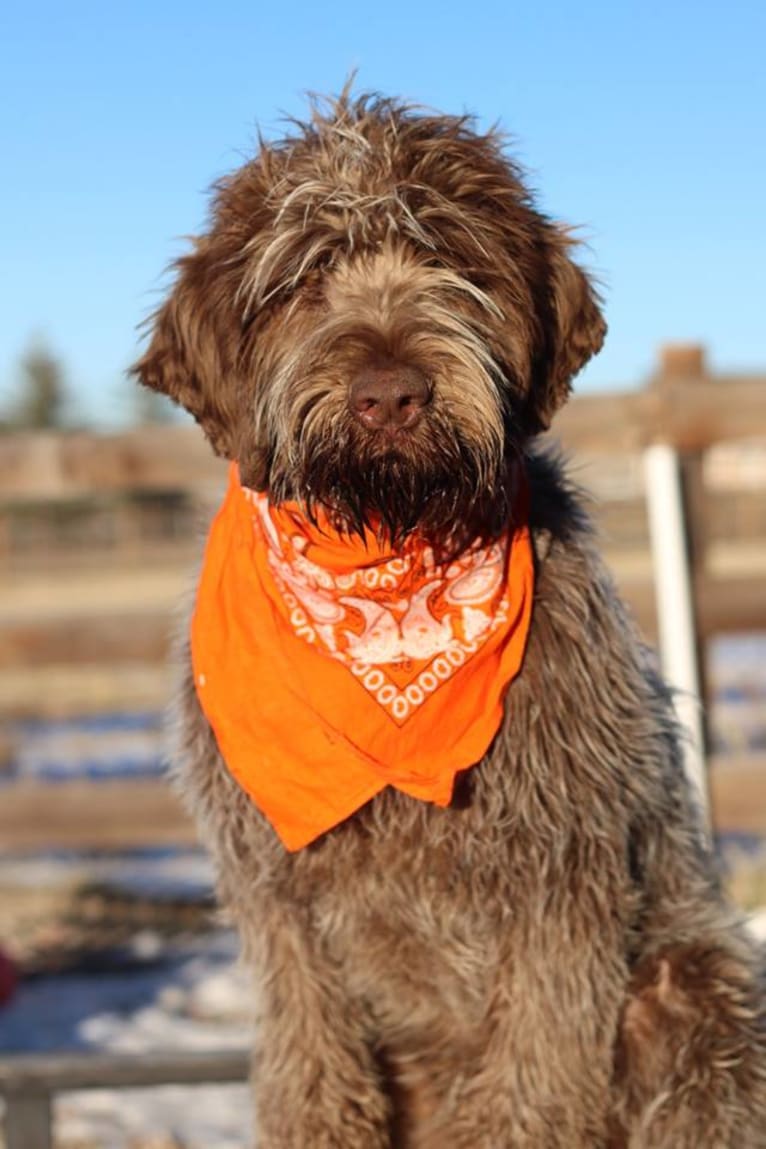 Oakley, a Wirehaired Pointing Griffon tested with EmbarkVet.com