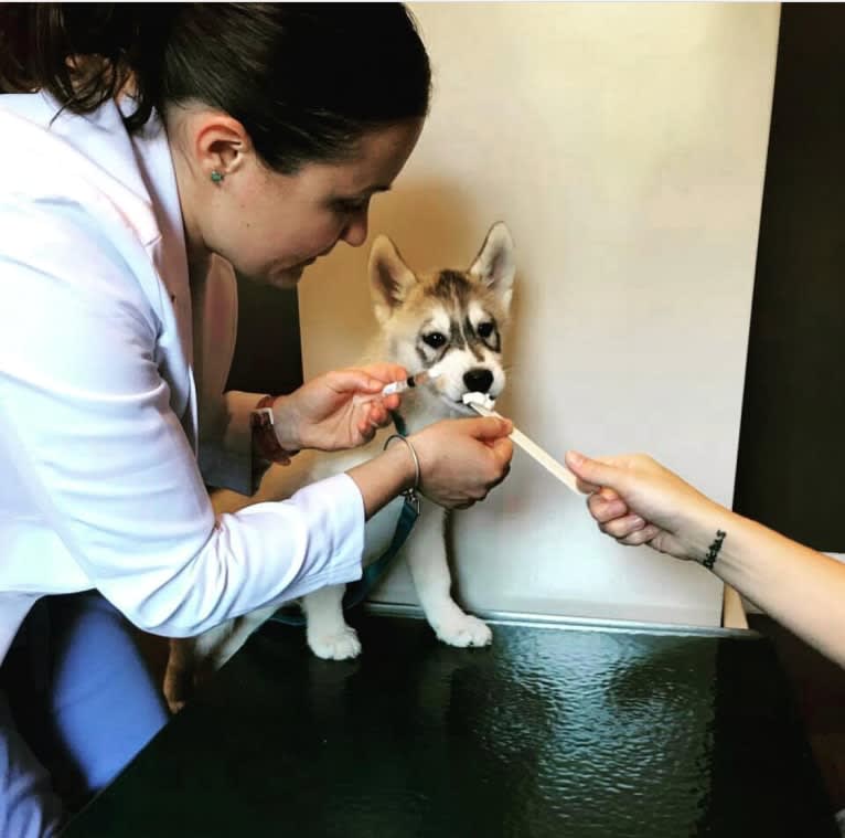 Timber, a Siberian Husky tested with EmbarkVet.com