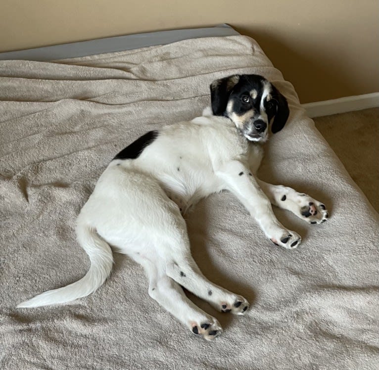 Auggie, an Australian Cattle Dog and Great Pyrenees mix tested with EmbarkVet.com