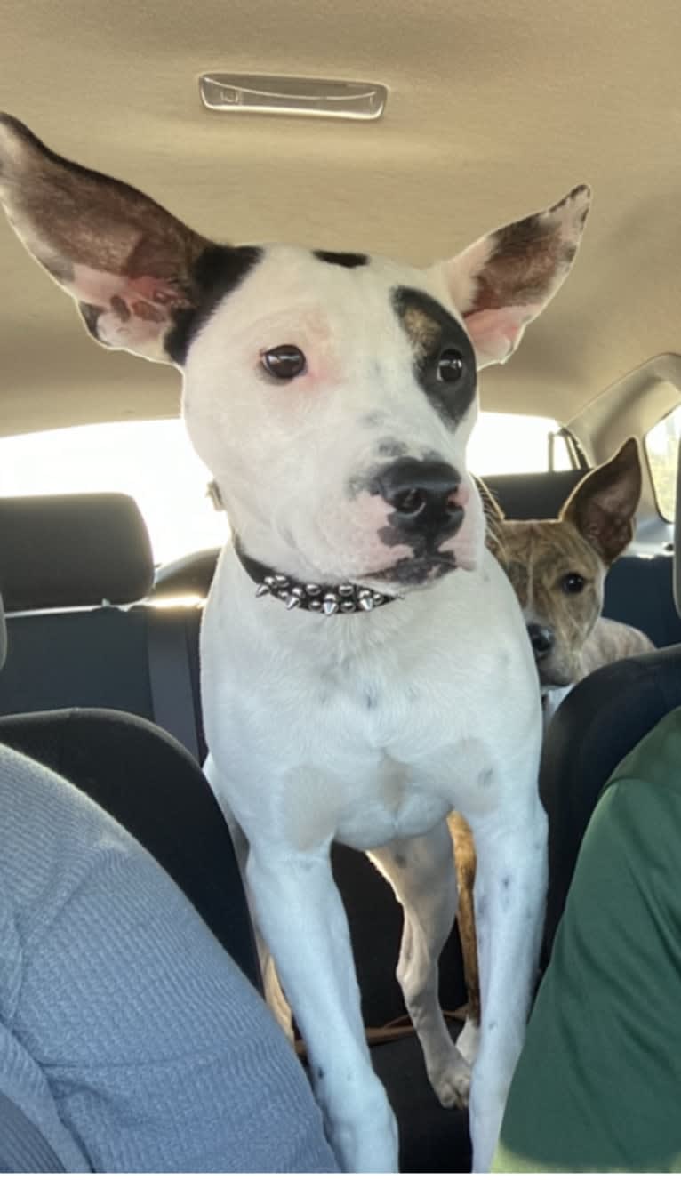 Rocky, an American Pit Bull Terrier and Australian Cattle Dog mix tested with EmbarkVet.com