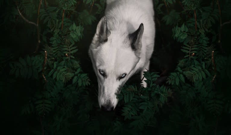 DEMON, a Gerberian Shepsky (5.0% unresolved) tested with EmbarkVet.com