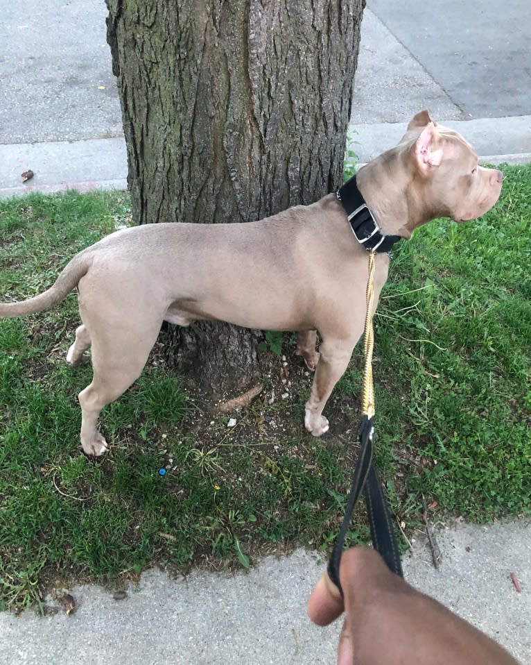 Giannis, an American Bully tested with EmbarkVet.com