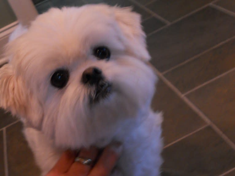 Reginald Wilson "Reggie", a Maltese and Pekingese mix tested with EmbarkVet.com