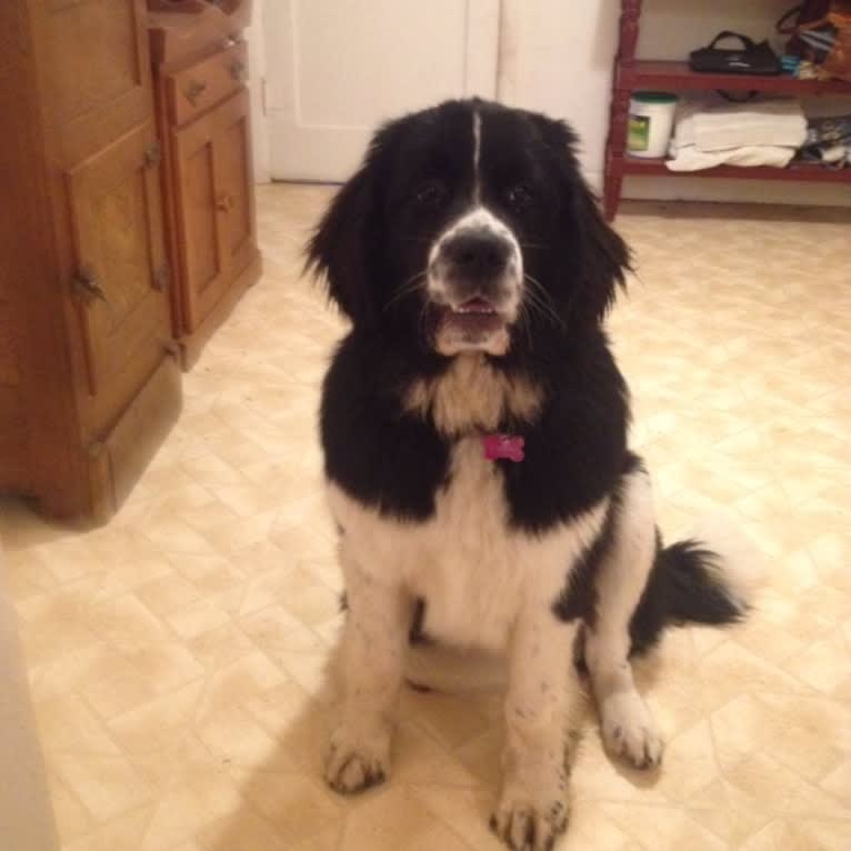 Tillie, a Newfoundland and Golden Retriever mix tested with EmbarkVet.com