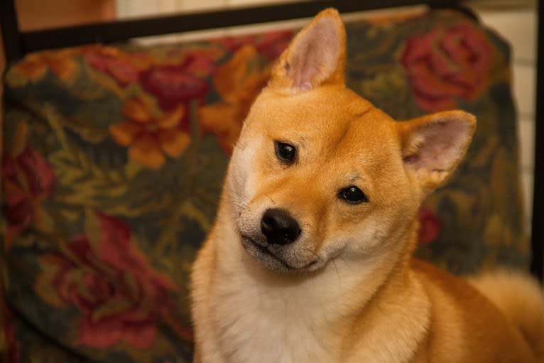 Cymba, a Shiba Inu tested with EmbarkVet.com