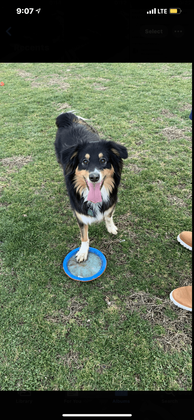 Zoey, an Australian Shepherd and Australian Cattle Dog mix tested with EmbarkVet.com