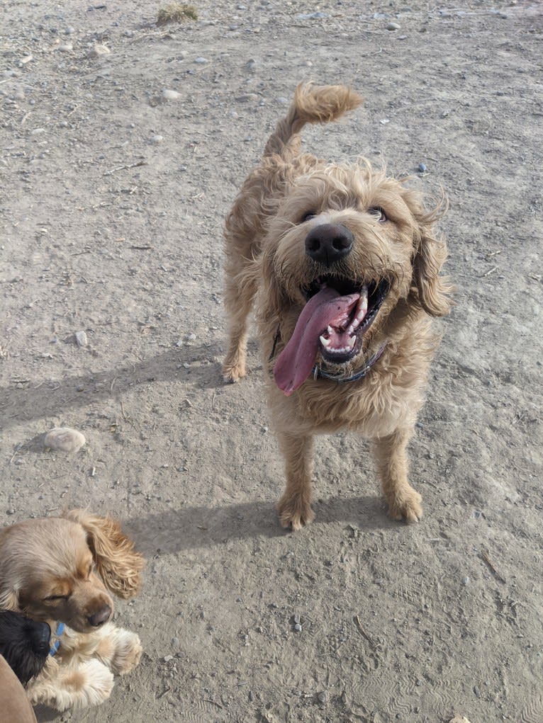Gunner, a Labradoodle tested with EmbarkVet.com