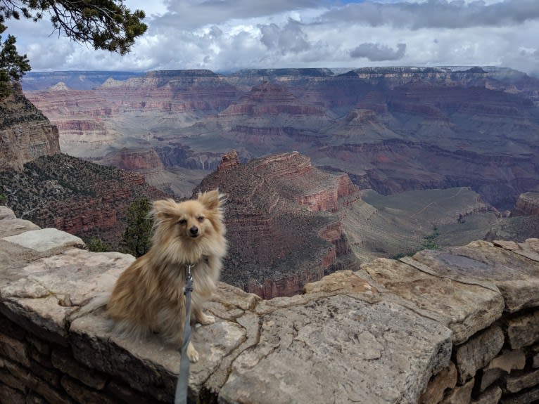 Luther, a Pomeranian tested with EmbarkVet.com