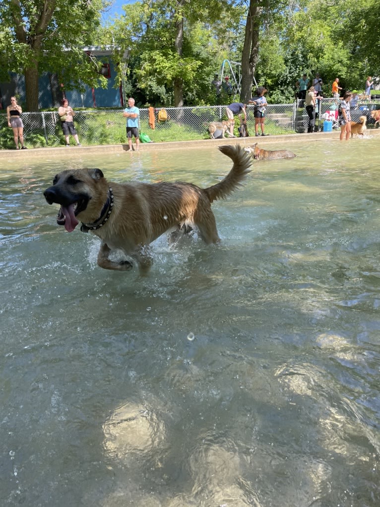 Enzo, a Siberian Husky and German Shepherd Dog mix tested with EmbarkVet.com