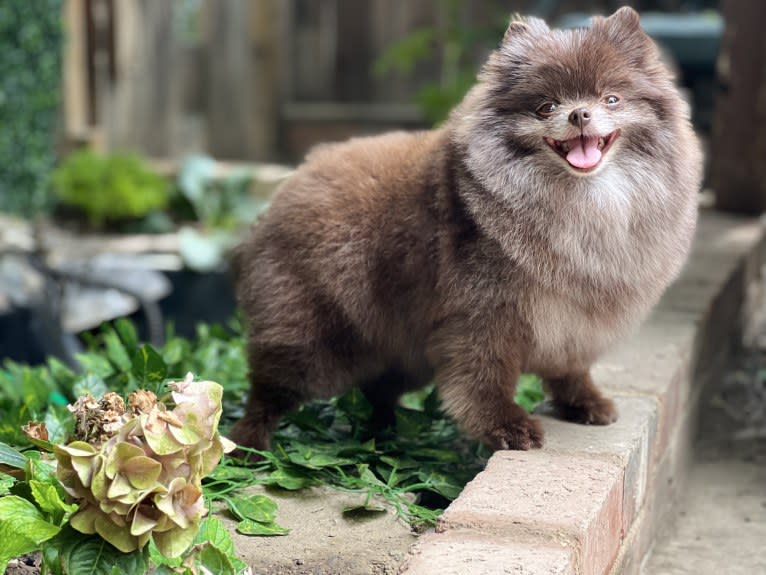 Egypt, a Pomeranian tested with EmbarkVet.com